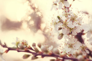 flowering sloe branch, prunus spinosa, blackthorn, blackthorn, hawthorn, blackthorn, german acacia, back light, closeup flowering sloe branch, prunus spinosa, blackthorn, blackthorn, hawthorn, blackthorn, german acacia, back light, closeup